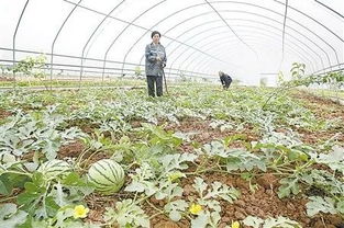 蔬菜連連種植,重茬嚴重,解決辦法在這里