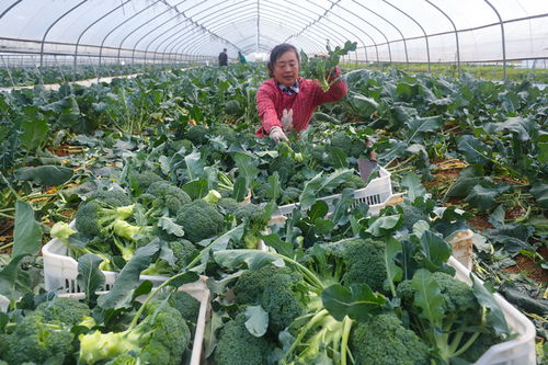 光山 特色蔬菜種植富鄉親