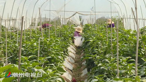 新鮮果蔬援湖北 愛心農企真給力