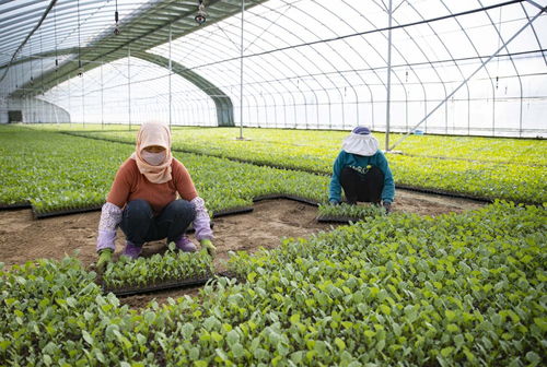 寧夏賀蘭 移民村里春耕忙