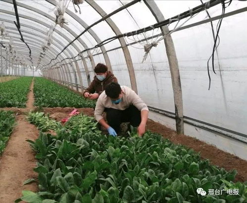 開發區留村 防疫種植兩手抓 大棚蔬菜長勢旺