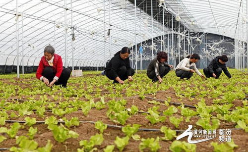 視覺臨汾 襄汾路平農科蔬菜種植助農增收