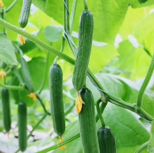 椰糠無土栽培技術的推廣給傳統蔬菜種植帶來了哪些顛覆和改變