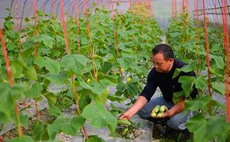 植物生長調節劑殘留是否安全 作用對象是植物且用量低,真相大白