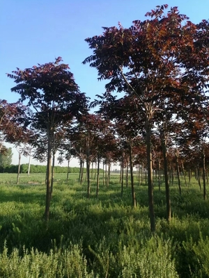 常州紅葉椿苗圃 紅葉椿苗木基地